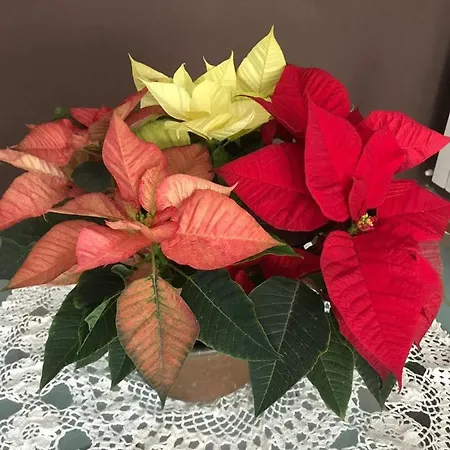 アパート I Tre Noci カステル・ディ・サングロ