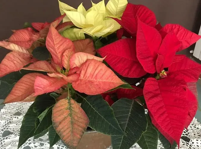 Apartamento I Tre Noci Castel Di Sangro